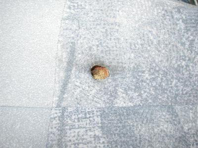 �^�o�R���F��C/�C��/�C��/���y�A/�h�� [114]